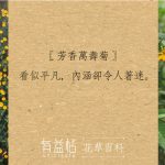 20190701_blog-芳香萬壽菊a