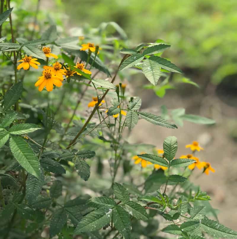 芳香萬壽菊01